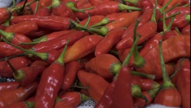 Harga Cabai Rawit di Mojokerto per 24 Februari 2024 8 Harga Cabai Rawit