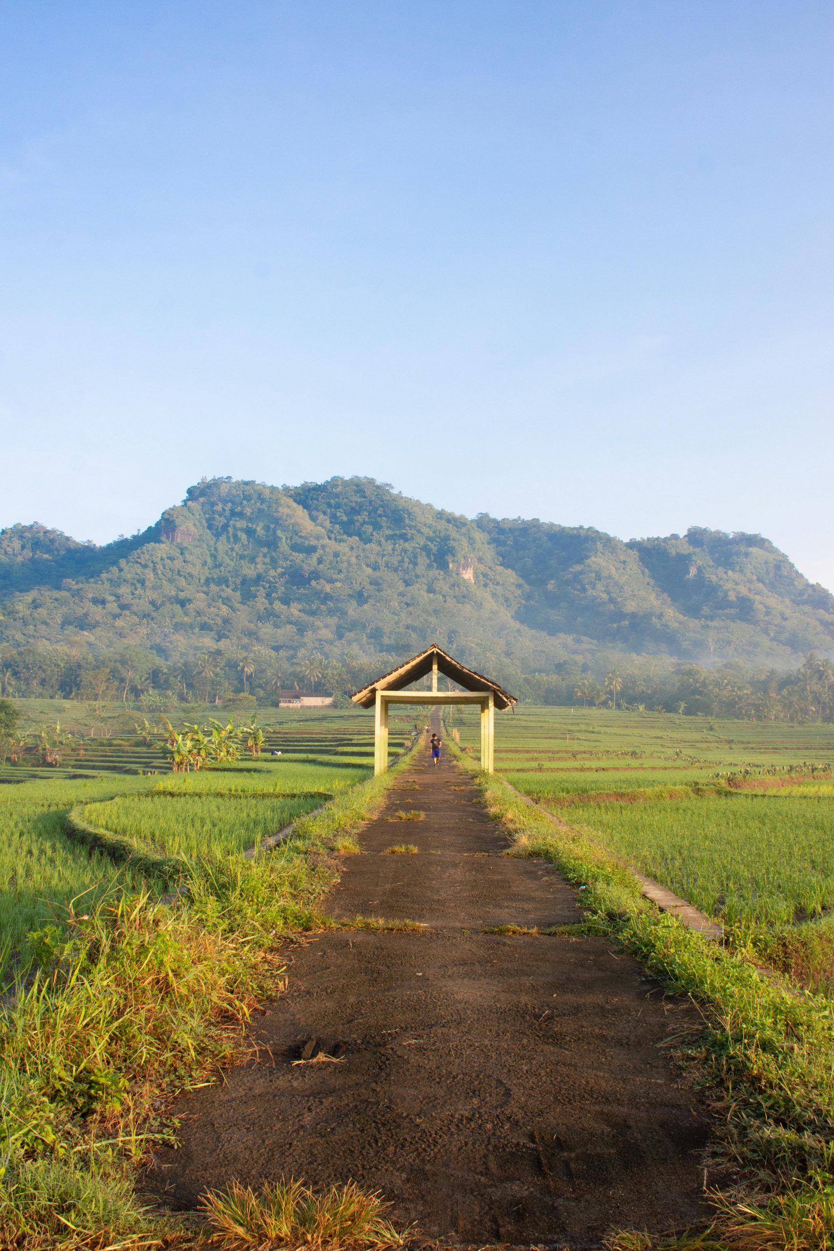 Begini Alasan Pemerintah Impor Beras 1 Juta Ton Jelang Akhir Tahun, Bagaimana Nasib Petani ? 1 impor beras 1 juta ton
