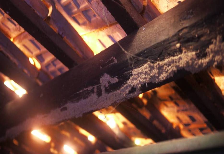 solusi cepat atasi masalah rayap