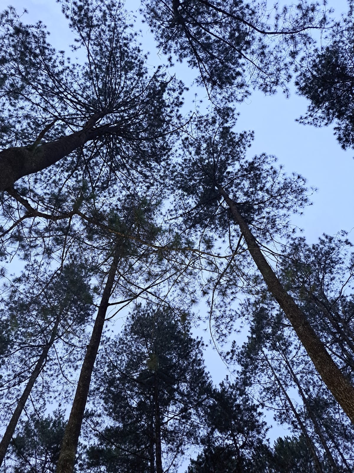 Serunya Family Camping di Cozyland Camping Ground Lembang Bandung yang Tak Terlupakan 13 Cozyland Camping Ground