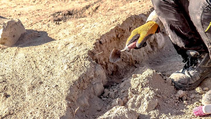 Fosil Reptil Laut Ungkap Rahasia Evolusi Dinosaurus 1