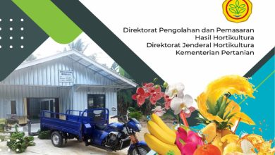 Distribusi Hasil Hortikultura Maluku Tengah: Masohi, Ambon, Weda, dan Papua 1 Bericuan