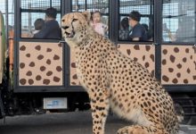 Ramalan Zodiak Karier