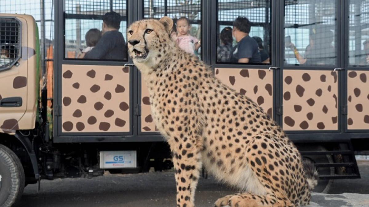 Harga Tiket Lembang Park and Zoo Januari 2026 1