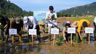 Sumut Rebut Sawah Terdampak Banjir 37.318 Ha 15 Gerobak Berkah Wirausaha