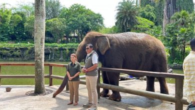 Resmi Berhenti Lakukan Aktivitas Gajah Tunggang, Bali Zoo Perkuat Kesejahteraan Satwa 16