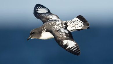 7 fakta menarik burung petrel tanjung, sahabat laut selatan 24 meme istirahat makan