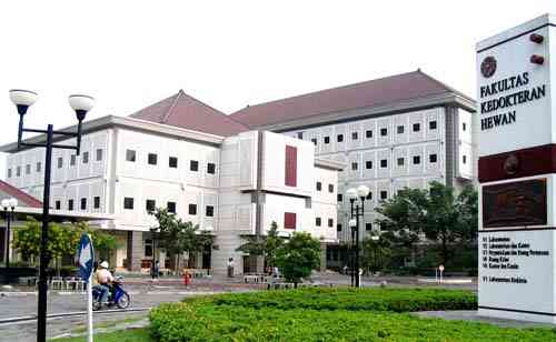 Veteriner UGM dan Peran Penting Dokter Hewan dalam Pembangunan Nasional 1 Dokter Hewan