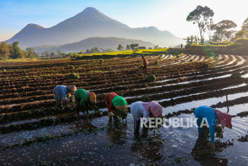BRI Salurkan KUR Rp178 Triliun Tahun Ini, Pertanian Jadi Sektor Terbesar 1