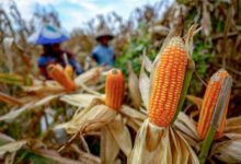 Swasembada atau Narasi? Ujian Pangan Indonesia di Tengah Perjanjian Dagang AS 5 Bericuan