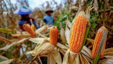 Swasembada atau Narasi? Ujian Pangan Indonesia di Tengah Perjanjian Dagang AS 4 nasional