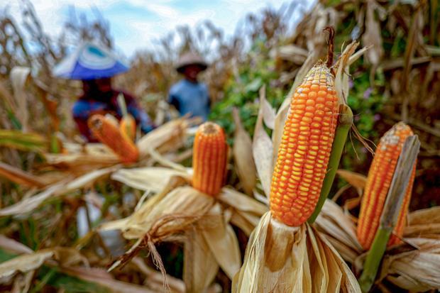 Swasembada atau Narasi? Ujian Pangan Indonesia di Tengah Perjanjian Dagang AS 1