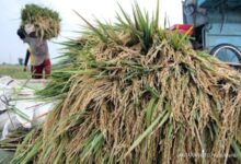 BPS Prediksi Luas Panen Padi Mencapai 3,92 Juta Ha pada Februari-April 2026 4 Bericuan