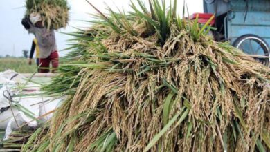 BPS Prediksi Luas Panen Padi Mencapai 3,92 Juta Ha pada Februari-April 2026 3 nasional