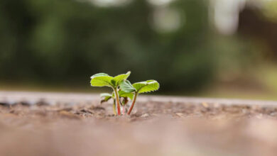 Belajar Hidup dari Biji Sesawi 10