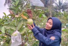 BRI Bangun Jalan Rp100 Juta di Agrowisata Jambu Gondangmanis, Dorong UMKM dan Wisata Petik Jambu 2 Bericuan