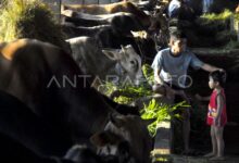 Sapi Luar Babel Jadi Penopang Konsumsi Lokal 3 Bericuan