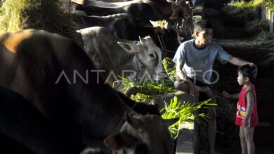 Sapi Luar Babel Jadi Penopang Konsumsi Lokal 43 Bericuan