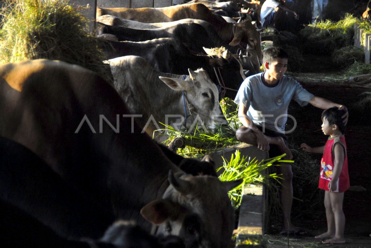 Sapi Luar Babel Jadi Penopang Konsumsi Lokal 1